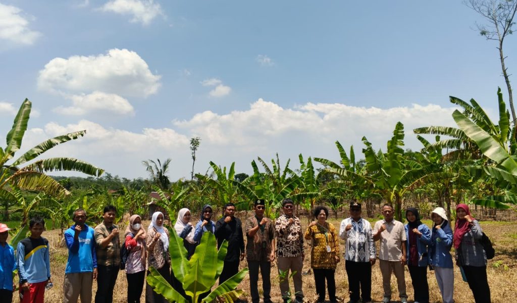 Penanaman Bibit Pohon Mangga